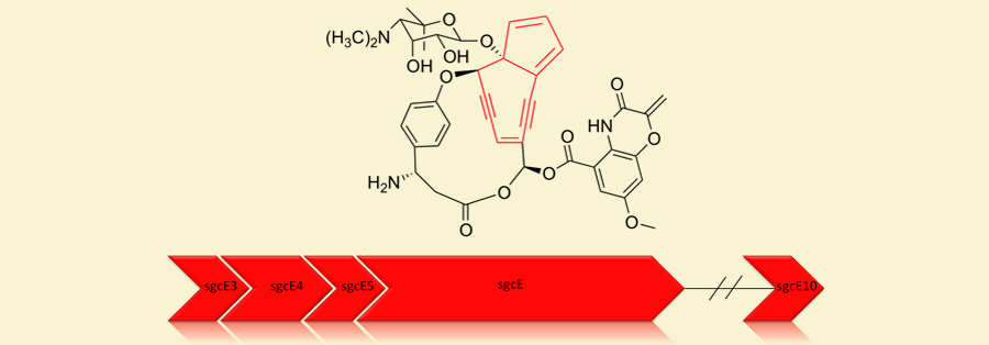Lidamycin with the warhead structure colored in red and corresponding genes.